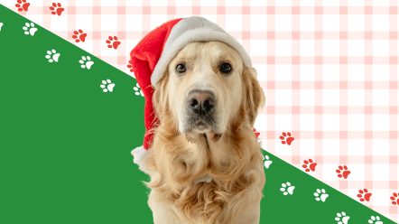 a golden retriever in a red hat with a white pom pom looks at the camera 