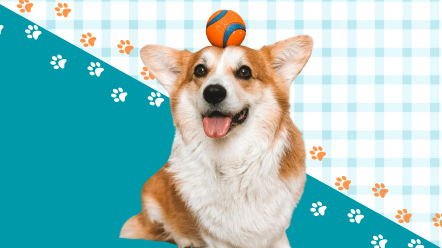 a corgi with a tennis ball on his head looks at the camera