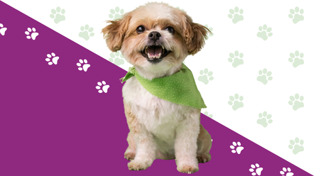 a small dog in a lime green bandana