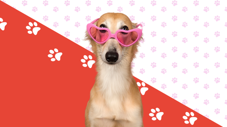 a tan whippet wears heart shaped sunglasses