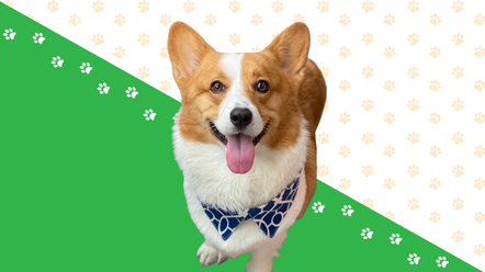 a happy corgi looks at the camera in front of St. Patricks day decorations