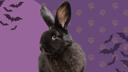 black rabbit