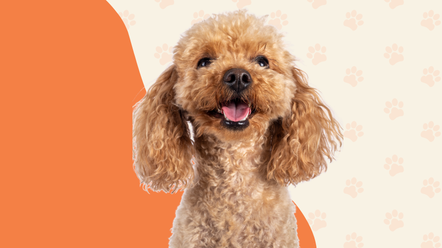 a golden doodle looks happy